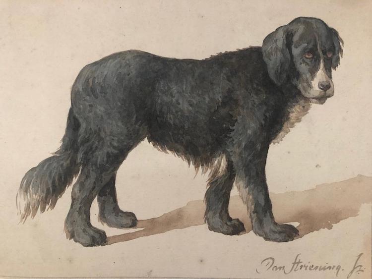 Jan Striening-A dog