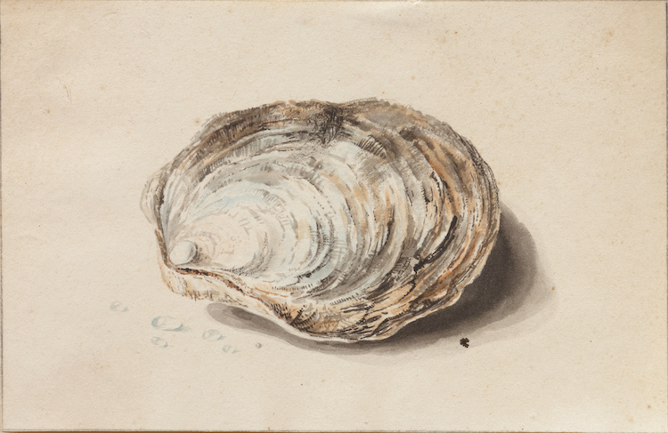 Circle of Willem Hekking-An oyster