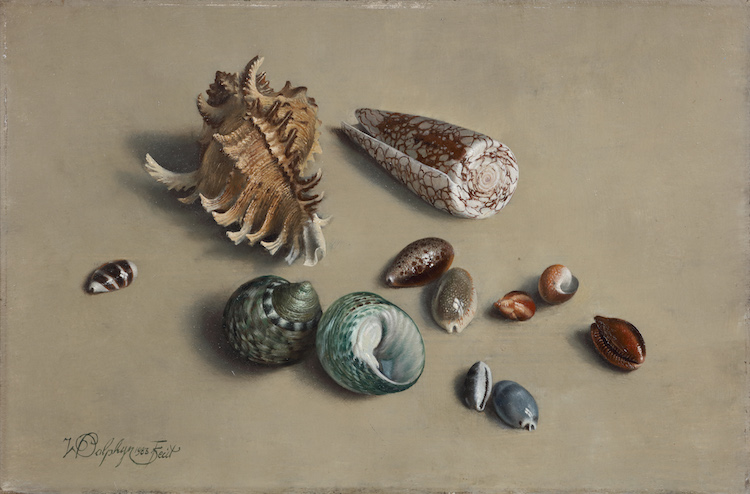 Willem Dolphyn-Shells