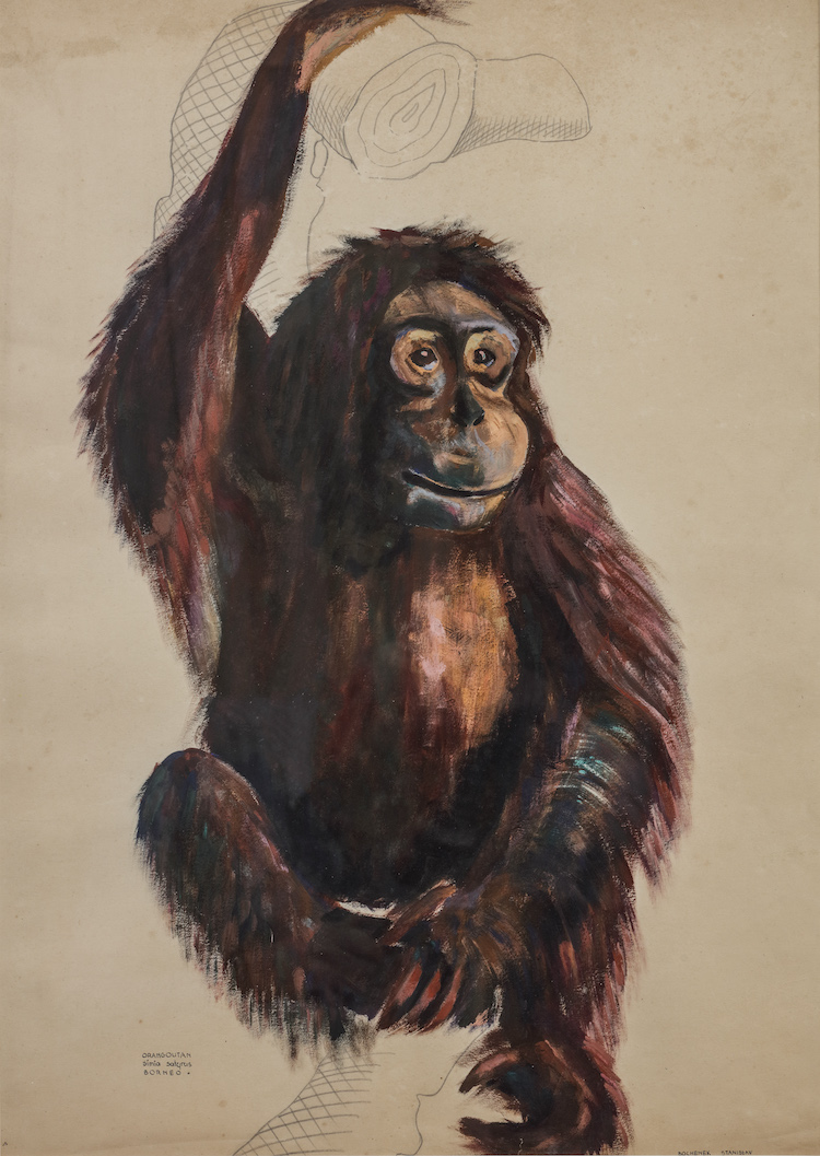 Stanislaw Bochenek-An Orang Utan