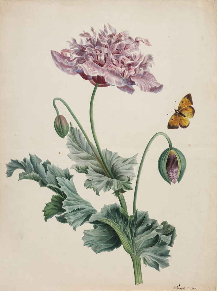 Franco-Dutch School-A poppy and a butterfly