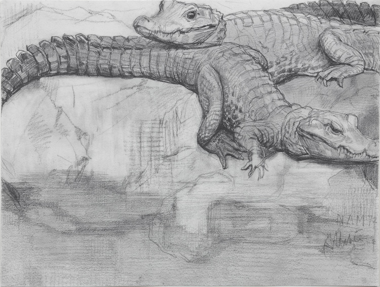 August Allebe-Crocodiles