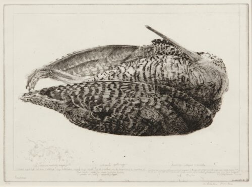 Charles Donker-A Woodcock