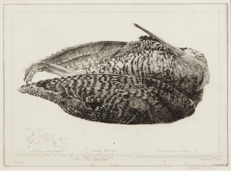 Charles Donker-A Woodcock