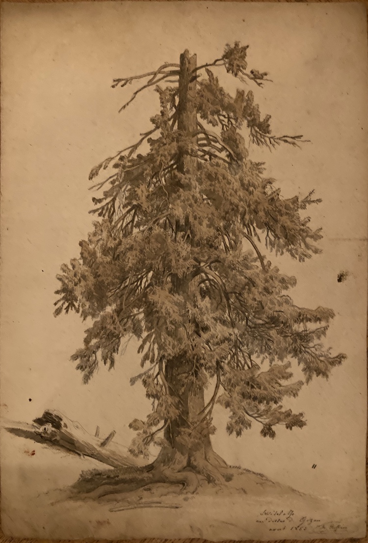 Jean Francois Xavier Roffiaen-Pine tree in the Swiss Alps-a study