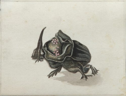 Anonymous, early 19th century-A creepy fantasy insect