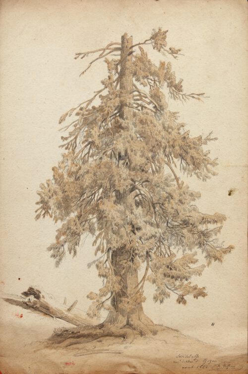 Jean Francois Xavier Roffiaen-Pine tree in the Swiss Alps-a study